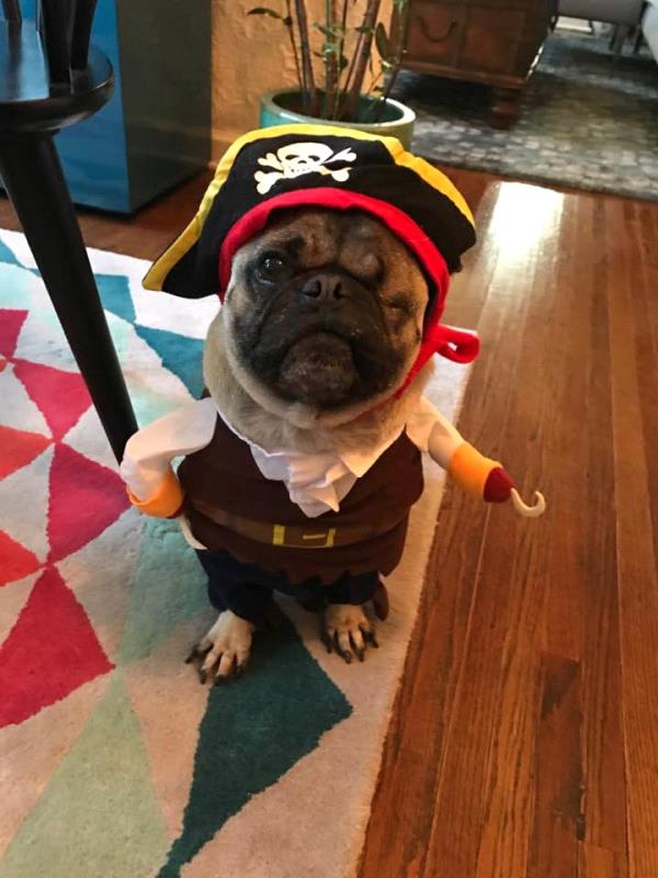/images/uploads/pug nation rescue of los angeles/2018pugnation/entries/6116thumb.jpg